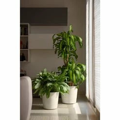 Budget 🎁 Planter Pots Alfresco Home Mey Pot Wheeled Planter 🤩 -Garden Planters & Plant Pots Sales Shop detail2ALH2152