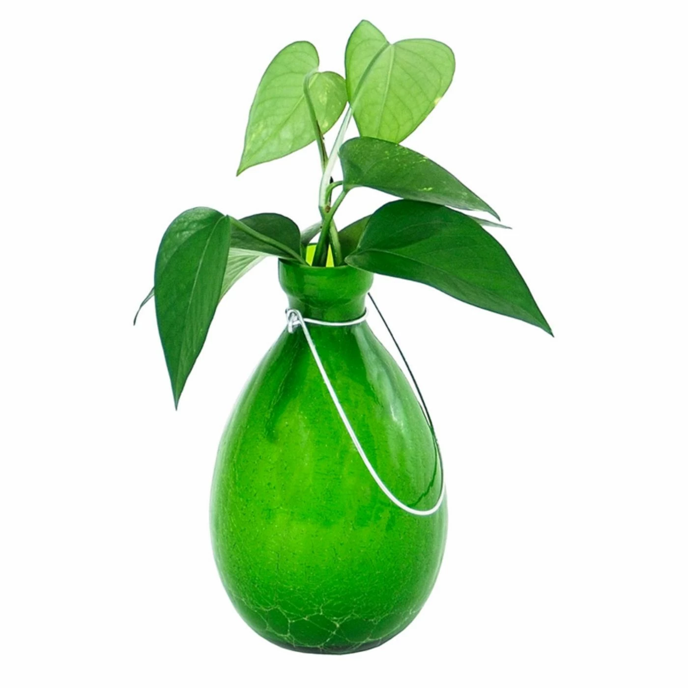 Best Pirce ❤️ Novelty Achla Designs Tear Rooting Vase Planter ❤️ 4 Best Pirce ❤️ Novelty Achla Designs Tear Rooting Vase Planter ❤️ - Image 4