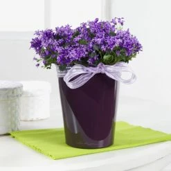 Best reviews of 💯 Planter Pots Round Lechuza Deltini Self-Watering Indoor Planter 🤩 -Garden Planters & Plant Pots Sales Shop detail2PML025