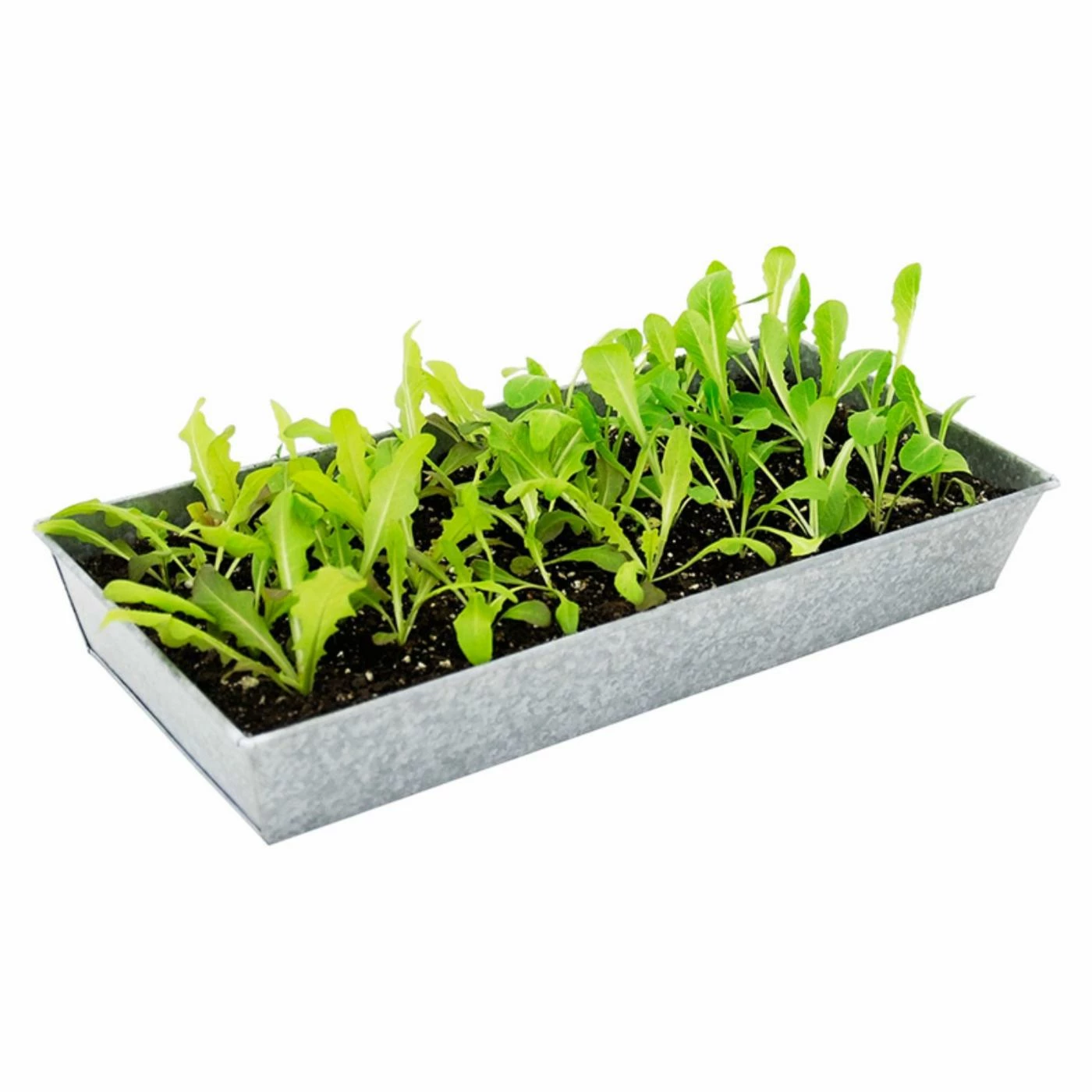 Deals 🎉 Window Boxes Achla Designs Rectangular Window Box ✔️ 2 Deals 🎉 Window Boxes Achla Designs Rectangular Window Box ✔️ - Image 2