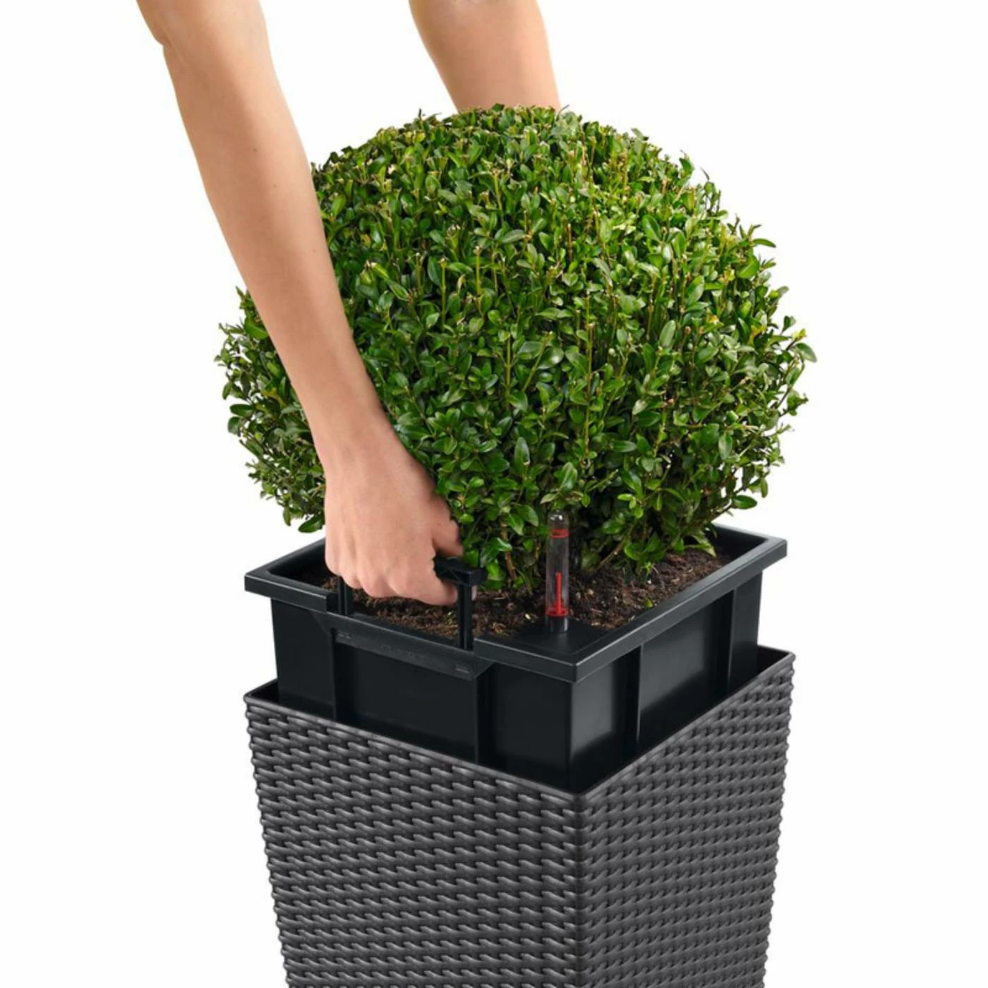 Deals ❤️ Planter Pots Square Lechuza Cube Cottage Resin Self-Watering Planter Set ⌛ 2 Deals ❤️ Planter Pots Square Lechuza Cube Cottage Resin Self-Watering Planter Set ⌛ - Image 2