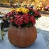 Best reviews of 🔥 Novelty Athena Garden Jumbo Pumpkin Planter 🌟