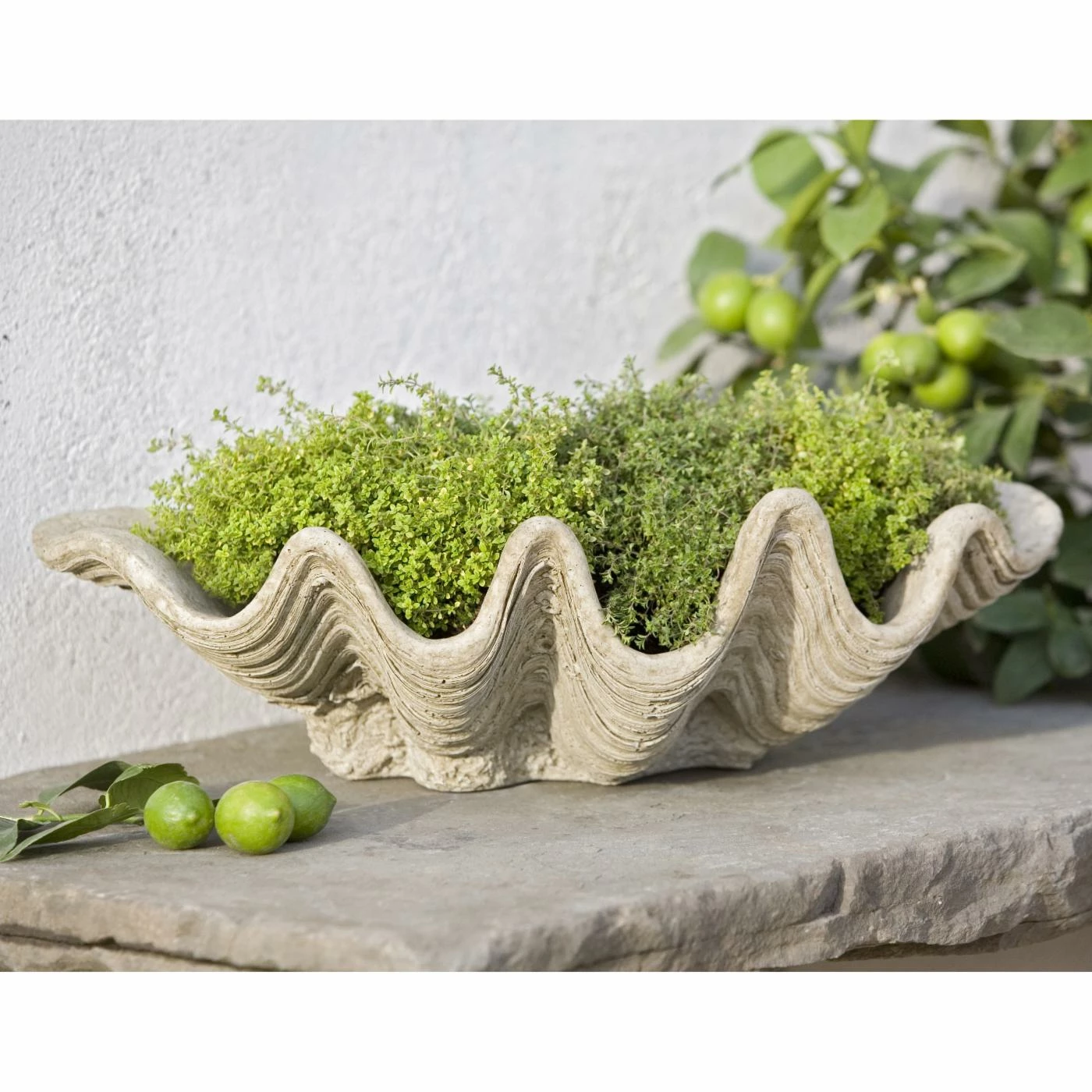 Deals π₯° Novelty Campania International South Seas Cast Stone Planter 𧨠1 Deals π₯° Novelty Campania International South Seas Cast Stone Planter π§¨