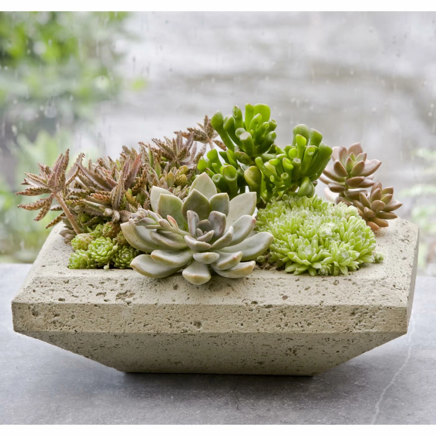 Best Pirce π₯ Novelty Campania International Nyssa Cast Stone Planter β 1 Best Pirce π₯ Novelty Campania International Nyssa Cast Stone Planter β