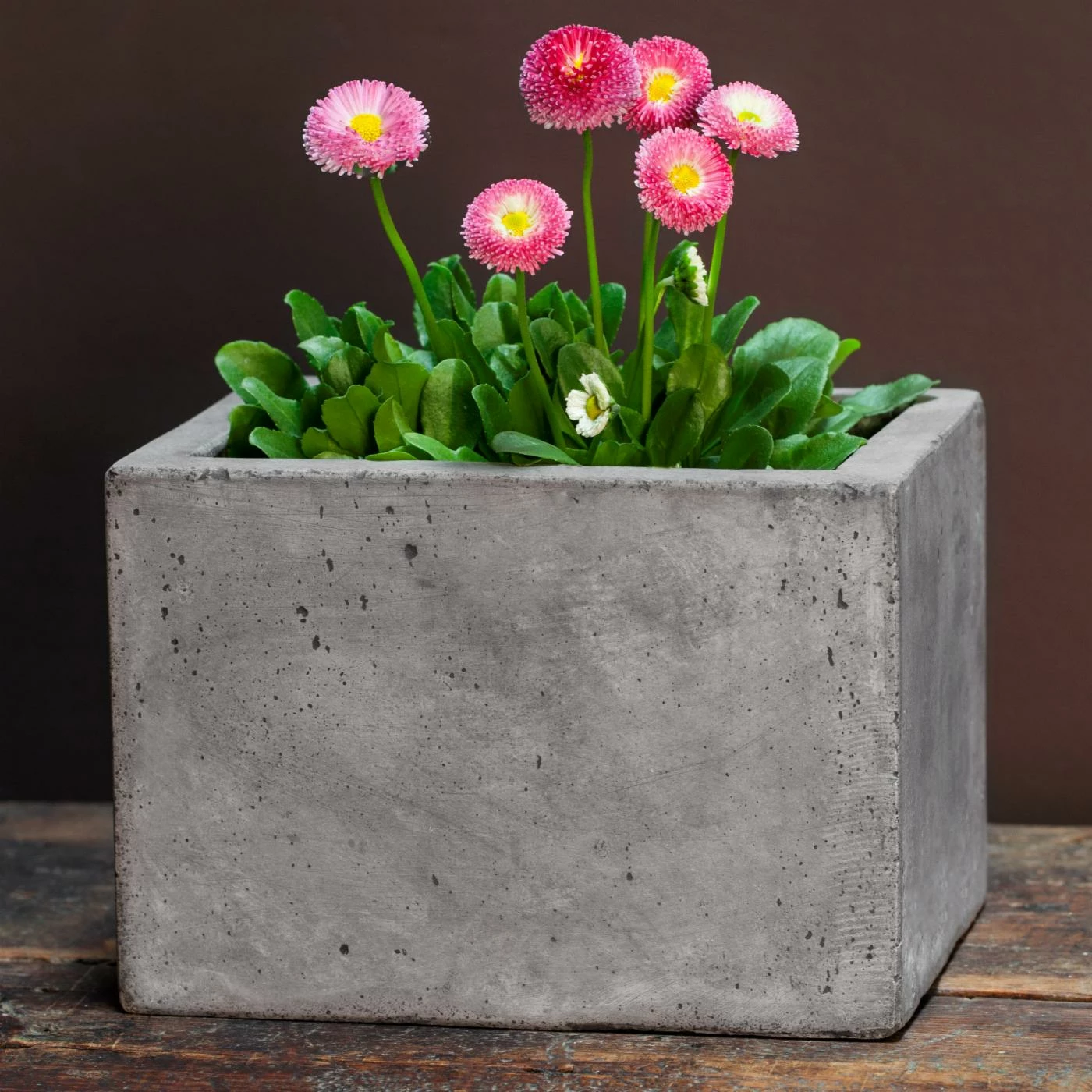 Deals π₯° Planter Sets Campania International Geo Planter - Set Of 4 - Natural Fiber Cement π 1 Deals π₯° Planter Sets Campania International Geo Planter - Set Of 4 - Natural Fiber Cement π