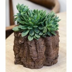 Buy 😍 Novelty Campania International Branch Planter 🌟