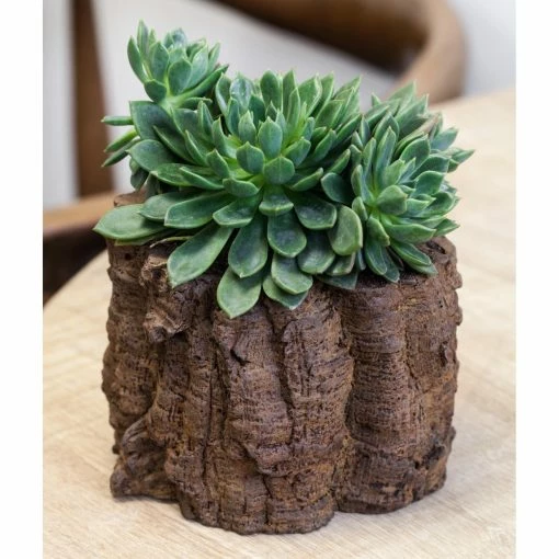 Buy 😍 Novelty Campania International Branch Planter 🌟 -Garden Planters & Plant Pots Sales Shop masterCIB2121