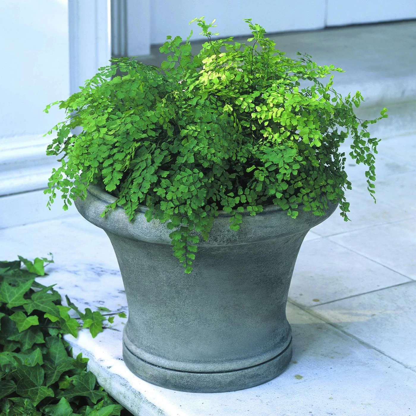 Cheapest π₯ Planter Pots Campania International Westport Planter π 1 Cheapest π₯ Planter Pots Campania International Westport Planter π