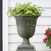Hot Sale 💯 Campania International Williamsburg Strapwork Leaf Cast Stone Urn Planter ❤️