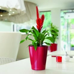 Best reviews of 💯 Planter Pots Round Lechuza Deltini Self-Watering Indoor Planter 🤩