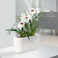 Buy 😉 Planter Pots Lechuza Windowsill Self-Watering Indoor Planter ✔️
