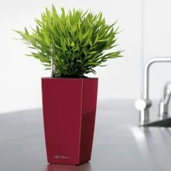 Best reviews of 😍 Planter Pots Lechuza Maxi Cubi Self-Watering Planter 🔥