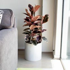 Outlet 😍 Planter Pots Root And Stock Brea Round Fiberglass Planter 🧨