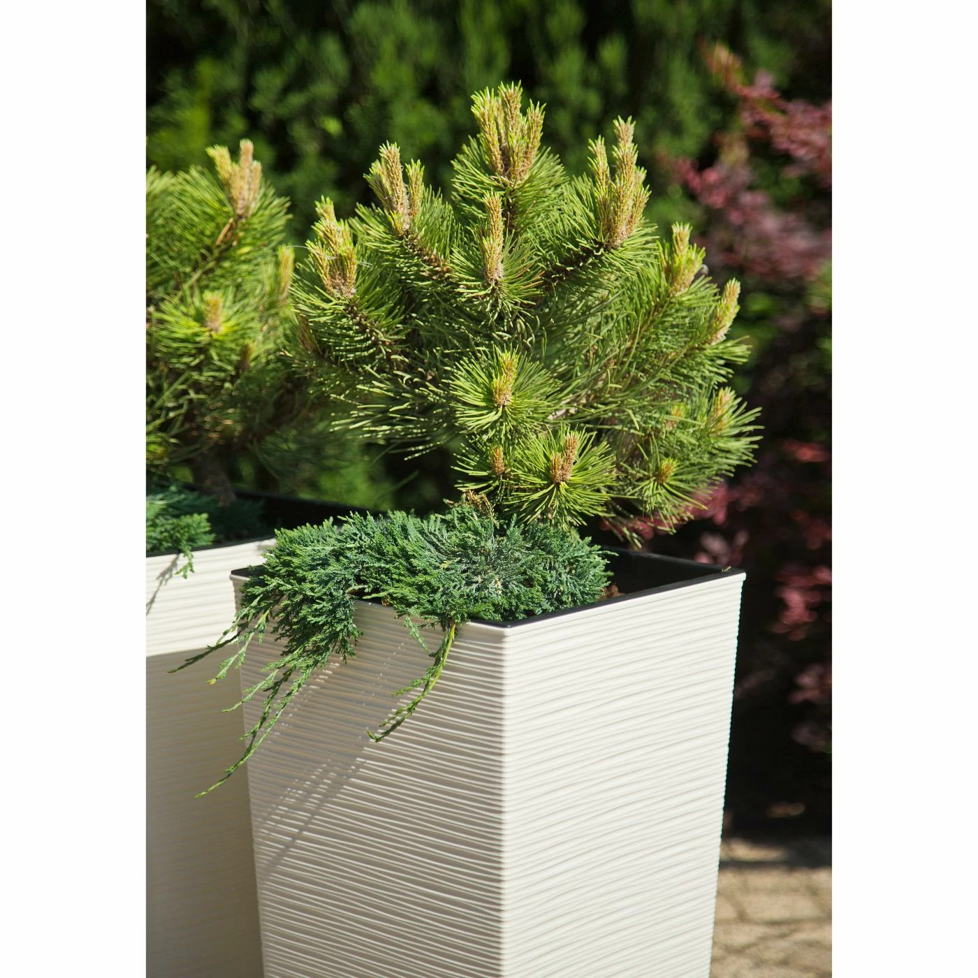 Best reviews of ๐ Planter Pots Kasamodern Urban Planter Tall Square Ribbed Planter With Insert ๐ 5 Best reviews of ๐ Planter Pots Kasamodern Urban Planter Tall Square Ribbed Planter With Insert ๐ - Image 5
